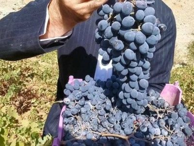 انگور دیم پاوه