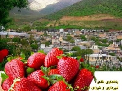 جشنواره توت فرنگی شهر شاهو