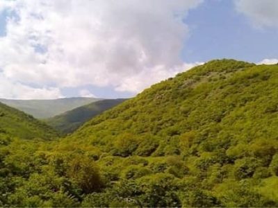 جنگل های باینگان