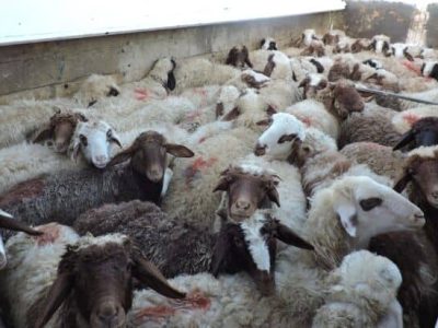 دام قاچاق+روانسر