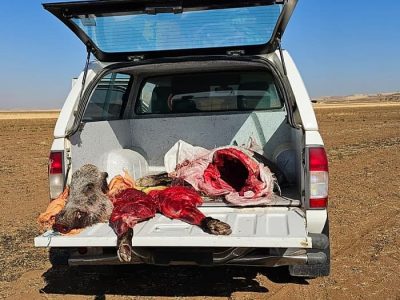 دستگیری شکارچیان متخلف گراز وحشی