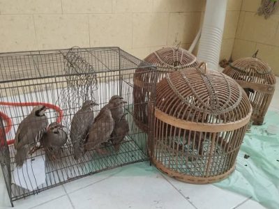 ده قطعه کبک زنده در پاوه