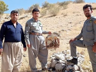 رها سازی کبک در طبیعت باینگان