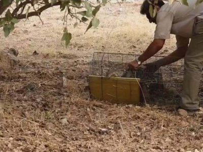 رهاسازی 2 بطانه سنجاب ایرانی در زیستگاه های شهرستان پاوه