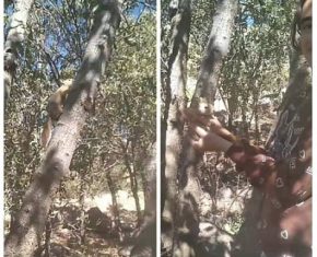 رهاسازی موفقیت_آمیز سنجاب ایرانی در زیستگاه اصلی توسط دانش_آموز پاوه ای