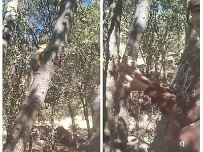 رهاسازی موفقیت_آمیز سنجاب ایرانی در زیستگاه اصلی توسط دانش_آموز پاوه ای