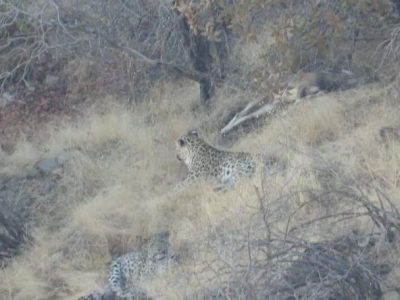 سه قلاده پلنگ ایرانی در بوزین و مرخیل