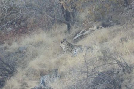 سه قلاده پلنگ ایرانی در بوزین و مرخیل