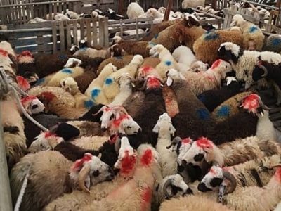 صادرات دام زنده-min