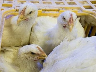 مرغ زنده قاچاق-min