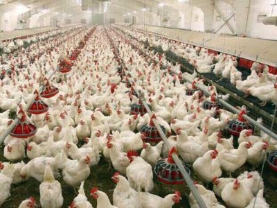 مرغداری جوانرود