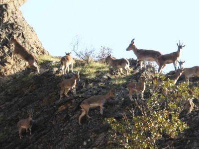 منطقه لهون پاوه