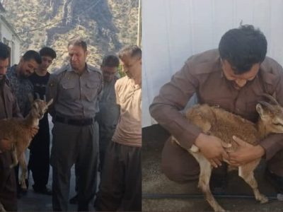 نجات بزغاله کوهی زخمی شده در پاوه
