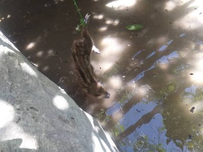 نجات بچه گراز