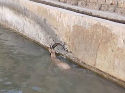 نجات یک رأس کل وحشی از استخر پرورش ماهی در باینگان