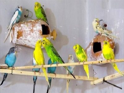 پرنده زینتی