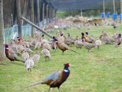 پرنده زینتی