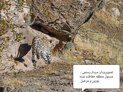 پلنگ ایرانی در بوزین و مرخیل باینگان