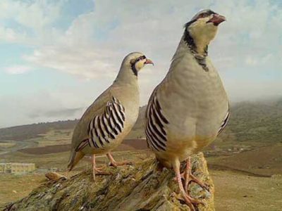 کبک