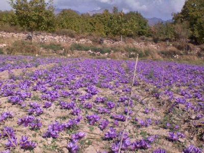 کشت زعفران در پاوه