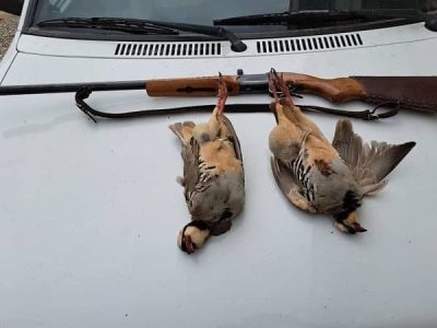 کشف و ظبط کبک در پاوه