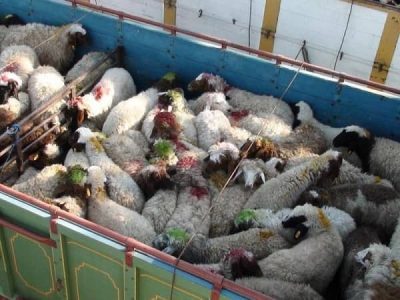 گوسفند قاچاق