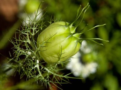 گیاه دارویی