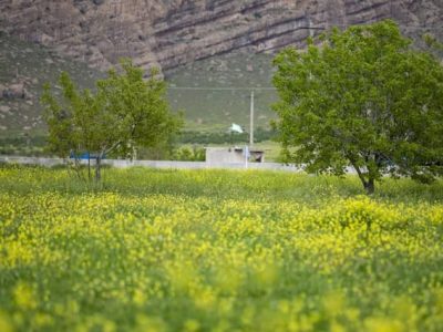 گیاه روغنی کاملینا