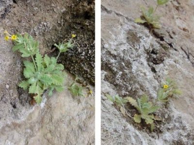 گیاه عروس سنگ در باینگان