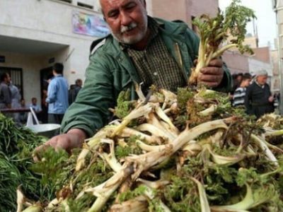 گیاهان خوراکی