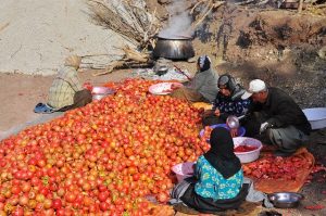 امسال سه هزار تن انار از باغات شهرستان پاوه برداشت می شود