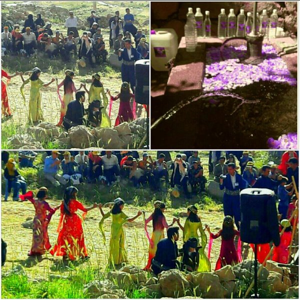 اولین جشن گلاب گیری اورامانات در دل طبیعت شهر پاوه برگزار شد / عکس
