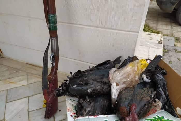 کشف ۳ قطعه اردک سیاه از دست شکارچی متخلف در باینگان
