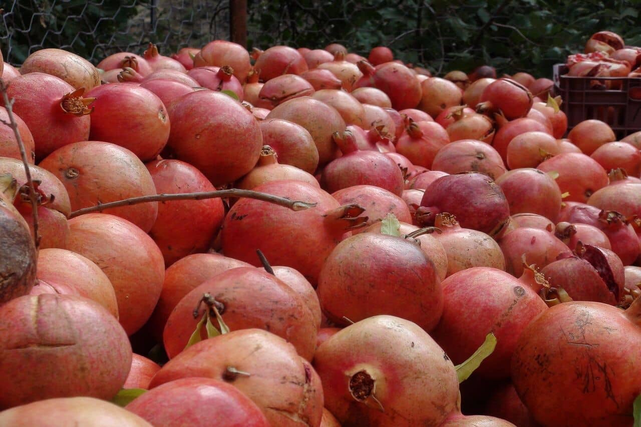 پیش‌بینی برداشت بیش از ۴۵۰۰ تن انار در «پاوه»