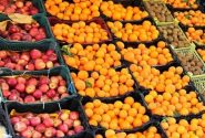 ۱۸ تن میوه شب در شهرستان پاوه توزیع می‌شود