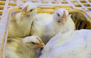 کشف ۱۵۰۰ کیلوگرم مرغ زنده قاچاق در پاوه