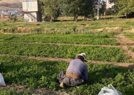 مزارع سبزی و صیفی‌آلوده در روانسر شناسایی نشده است