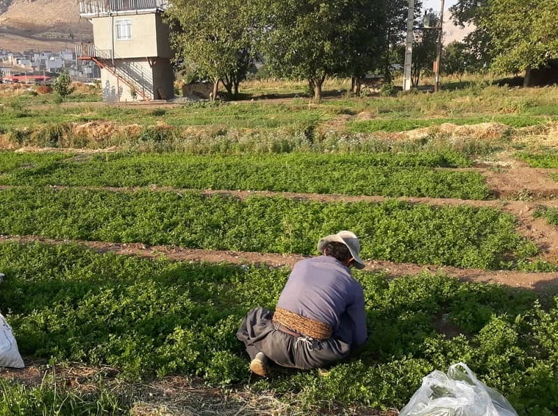 مزارع سبزی و صیفی‌آلوده در روانسر شناسایی نشده است