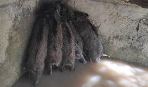 نجات ۷ رأس بچه گراز در باینگان