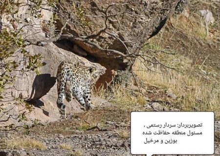 ثبت تصویر پلنگ ایرانی برای دومین‌ بار در منطقه بوزین و مرخیل باینگان