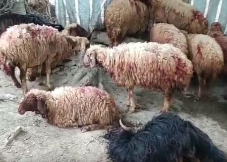 گرگ گرسنه ۳۰ راس گوسفند را در جوانرود زخمی کرد+فیلم