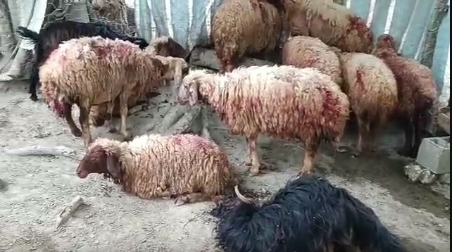 گرگ گرسنه ۳۰ راس گوسفند را در جوانرود زخمی کرد+فیلم